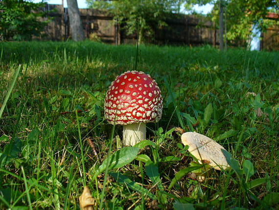 muchotrávka červená v záhrade  Amanita muscaria var. muscaria (L.) Lam., 1783)