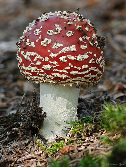 muchotrávka červená Amanita muscaria (L.) Lam.