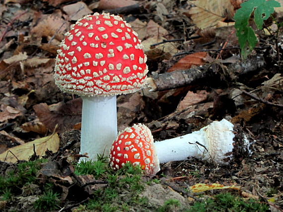 muchotrávka červená Amanita muscaria (L.) Lam.