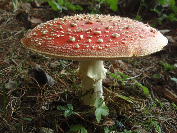 muchotrávka červená Amanita muscaria (L.) Lam.