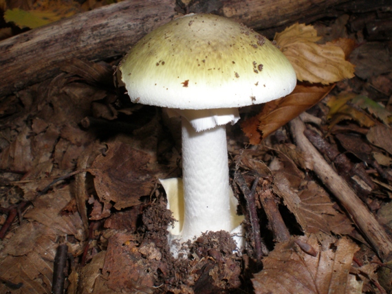 muchotrávka zelená Amanita phalloides (Vaill. ex Fr.) Link