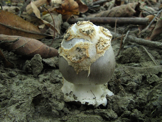 muchotrávka sivopošvatá Amanita submembranacea (Bon) Gröger