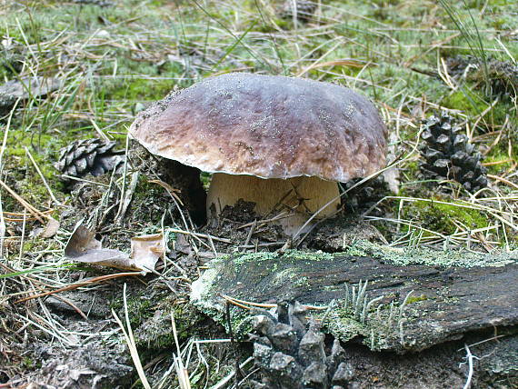 hríb smrekový Boletus edulis Bull.