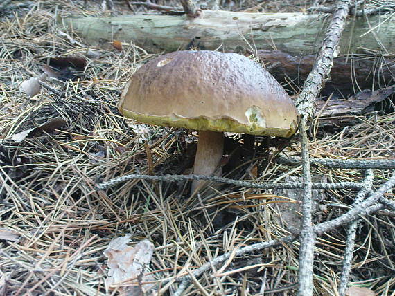 hríb smrekový Boletus edulis Bull.