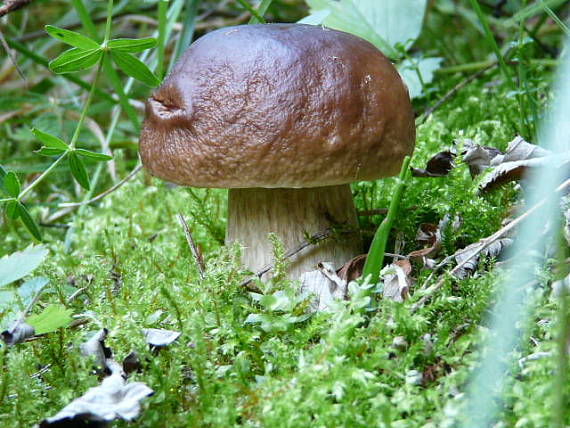 hríb smrekový Boletus edulis Bull.