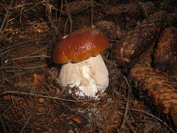 hríb smrekový Boletus edulis Bull.