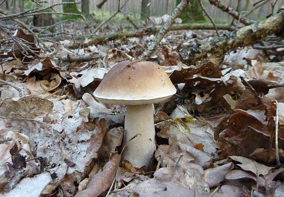 hríb smrekový Boletus edulis Bull.