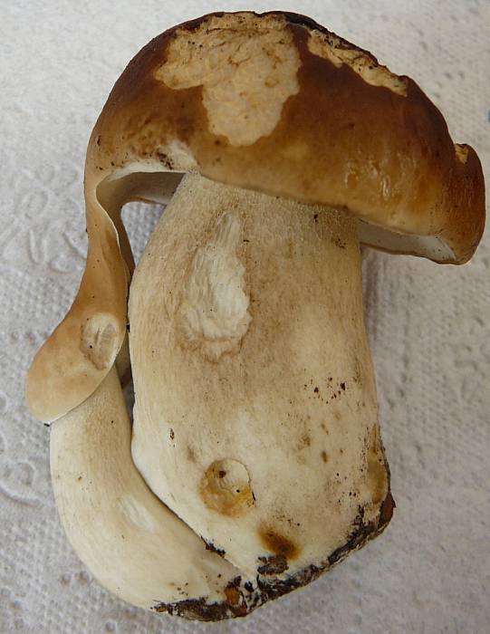 hríb smrekový Boletus edulis Bull.