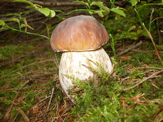 hríb smrekový Boletus edulis Bull.