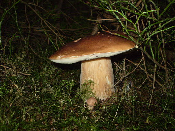 hríb smrekový Boletus edulis Bull.