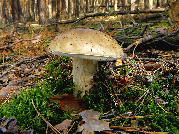 hríb smrekový Boletus edulis Bull.