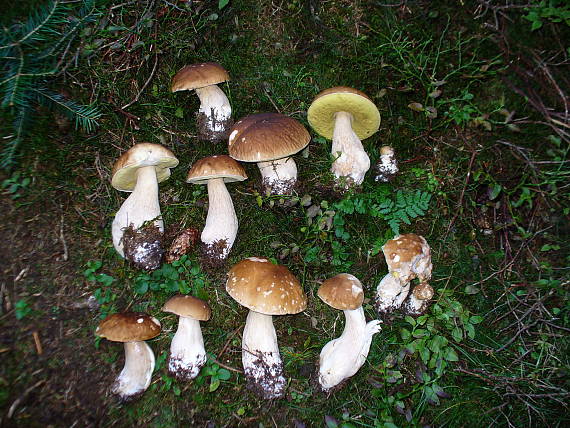 hríby smrekové Boletus edulis Bull.