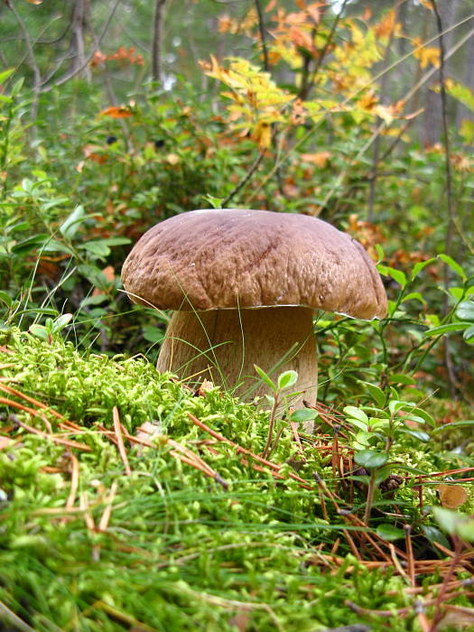 hríb smrekový Boletus edulis Bull.