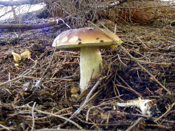 hríb smrekový Boletus edulis Bull.