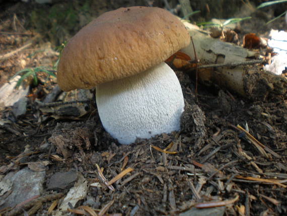 hríb smrekový Boletus edulis Bull.