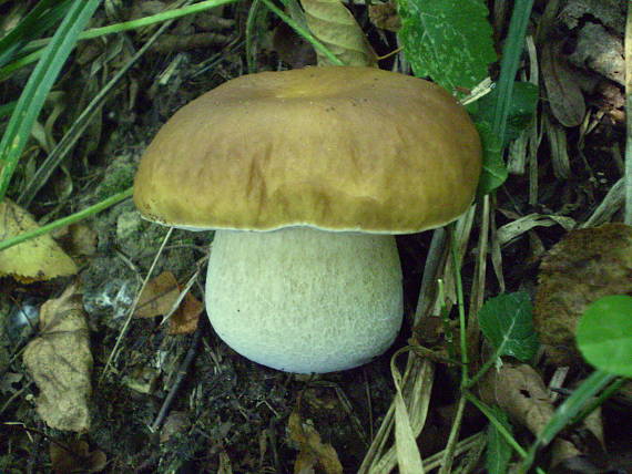 hríb smrekový Boletus edulis Bull.