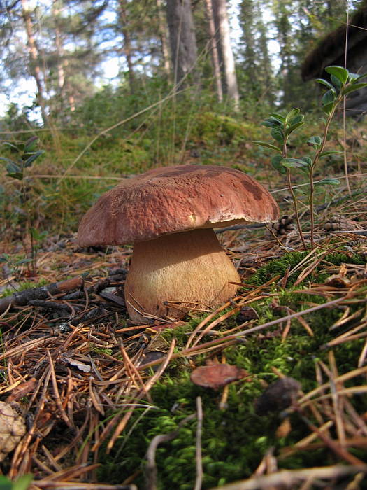 hríb sosnový Boletus pinophilus Pil. et Dermek in Pil.