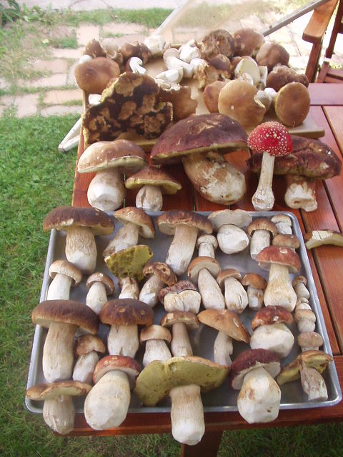 hríb sosnový a i. Boletus pinophilus Pil. et Dermek in Pil.