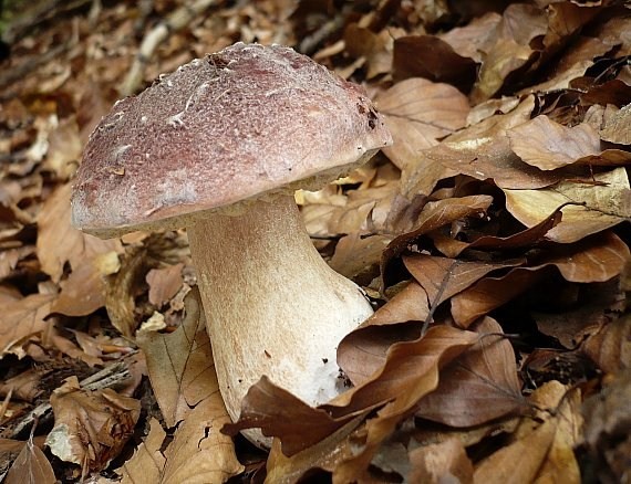 hríb sosnový Boletus pinophilus Pil. et Dermek in Pil.