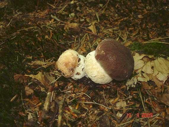 hríb dubový? Boletus reticulatus Schaeff.