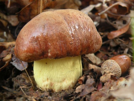 hríb príveskatý Butyriboletus appendiculatus (Schaeff. ex Fr.) Secr.