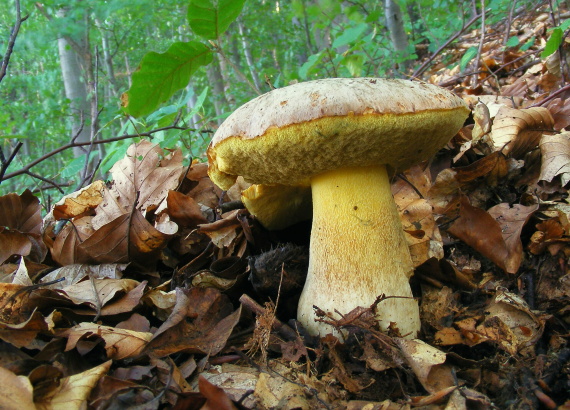 hríb striebristý Butyriboletus fechtneri (Velen.) D. Arora & J.L. Frank