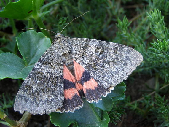 stužkavec topolový Catocala elocata.