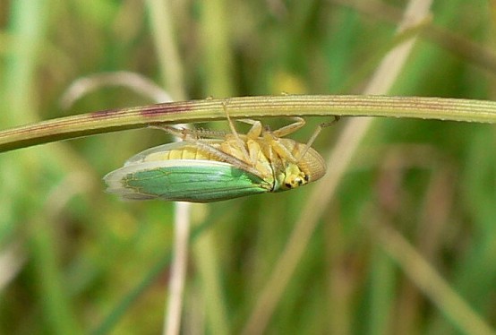 cikádka zelená Cicadella viridis L. 1758