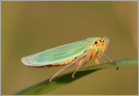 cikada. Cicadella viridis