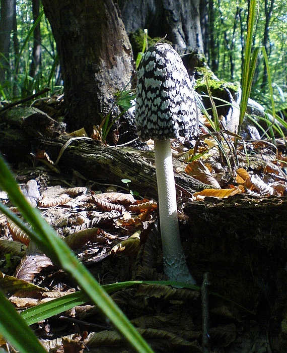 hnojník strakatý Coprinopsis picacea (Bull.) Redhead, Vilgalys & Moncalvo