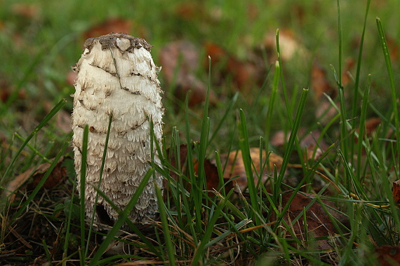 hnojník obyčajný Coprinus comatus (O.F. Müll.) Pers.