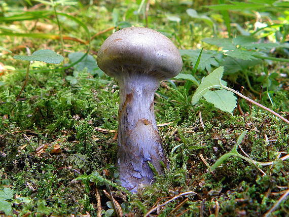 pavučinovec Cortinarius sp.