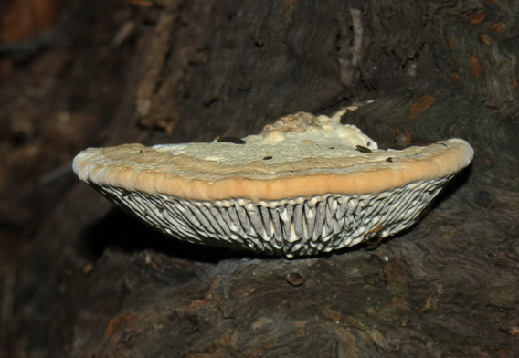 sieťkovec dubový Daedalea quercina (L.) Pers.