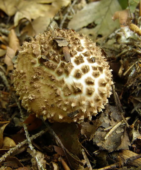 bedla. Echinoderma asperum (Pers.) Bon