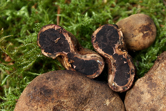 srnka Elaphomyces sp.