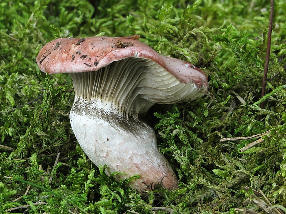 sliziak ružový Gomphidius roseus (Fr.) Oudem.