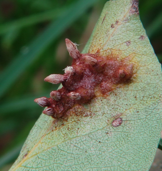 hrdzavka hrušková Gymnosporangium sabinae (Dicks.) G. Winter