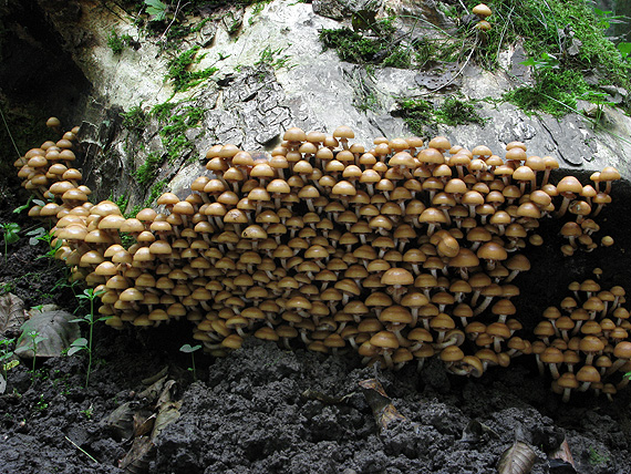 šupinačka menlivá Kuehneromyces mutabilis (Schaeff.) Singer & A.H. Sm.