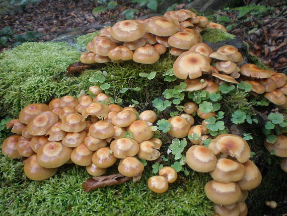 šupinačka menlivá Kuehneromyces mutabilis (Schaeff.) Singer & A.H. Sm.