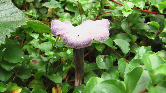 lakovka ametystová Laccaria amethystina (Huds.) Cooke