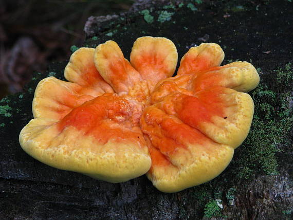 sírovec obyčajný Laetiporus sulphureus (Bull.) Murrill