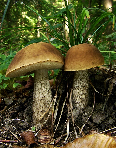 kozák hrabový Leccinum pseudoscabrum (Kallenb.) Šutara