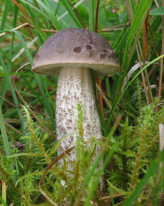 kozák brezový Leccinum scabrum (Bull.) Gray