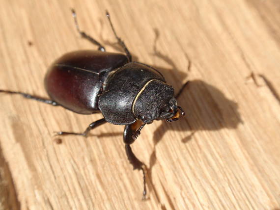 roháč obyčajný Lucanus cervus