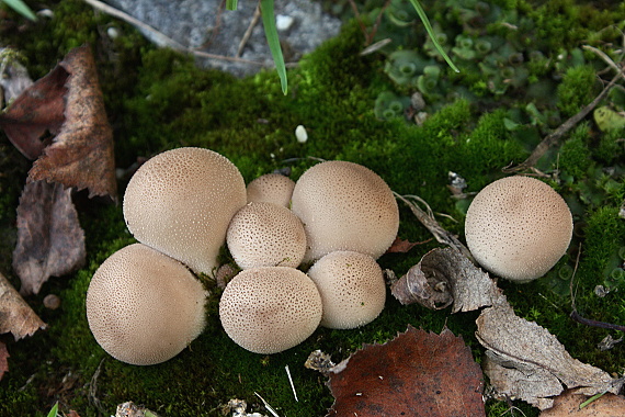 prášnica hruškovitá Lycoperdon pyriforme Schaeff.