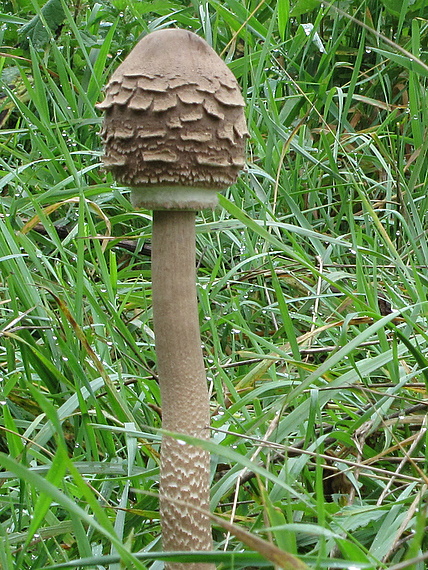 bedľa vysoká Macrolepiota procera (Scop.) Singer