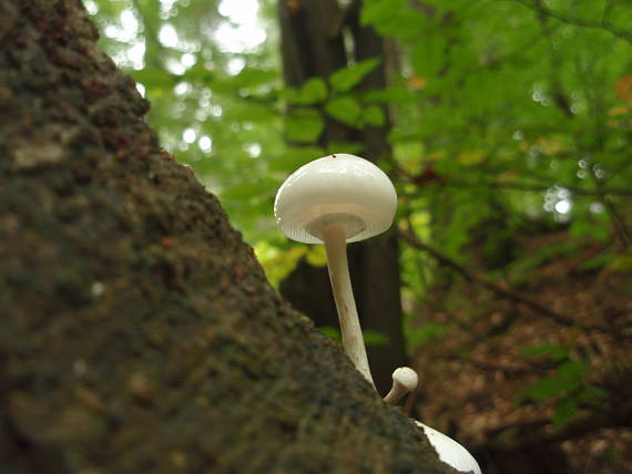 sliznačka obyčajná Mucidula mucida (Schrad.) Pat.