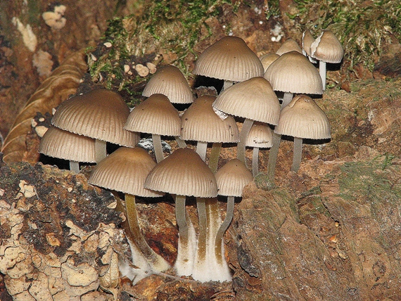 prilbička naklonená Mycena inclinata (Fr.) Quél.