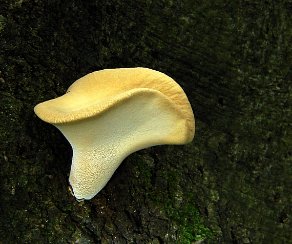 trúdnik Polyporus sp.