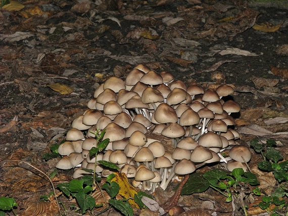 drobuľka trsovitá Psathyrella multipedata (Peck) A.H. Sm.